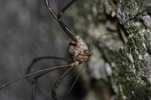 Opilio parietinus dal Val di Sole: